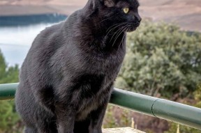 九游下载安装-美国队在国际乒联混合团体世界杯中的关键战役与胜利，乒乓球 美国队