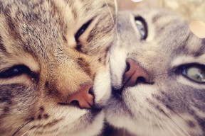 九游娱乐-中小学体育课程整合与跨学科教学实践，中小学体育课程教学改革