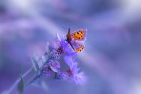 九游官网pc-高节奏比赛是否更易出现攻防失衡现象，高节奏和快节奏