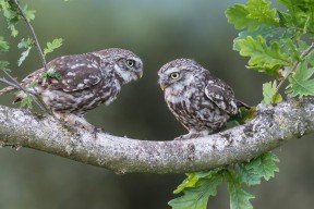九游娱乐-张雨霏赛事表现赢得赞誉，张雨霏 比赛