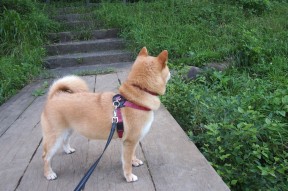 JIUYOU GAMING-Rivera 传球精准多次助攻