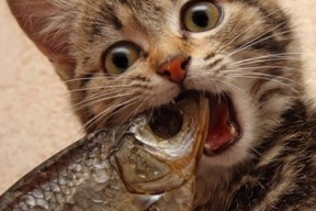 JIUYOU.COM-职业联赛外援管理档案缺乏系统维护