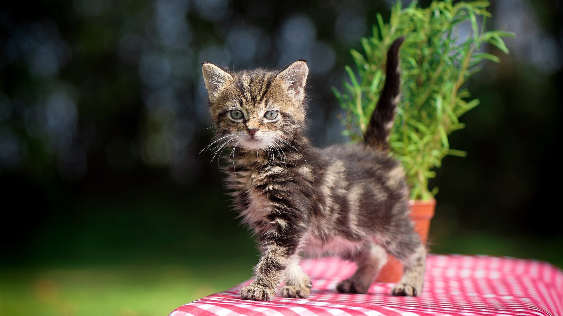 体育产业资本市场发展,体育产业资本市场发展现状