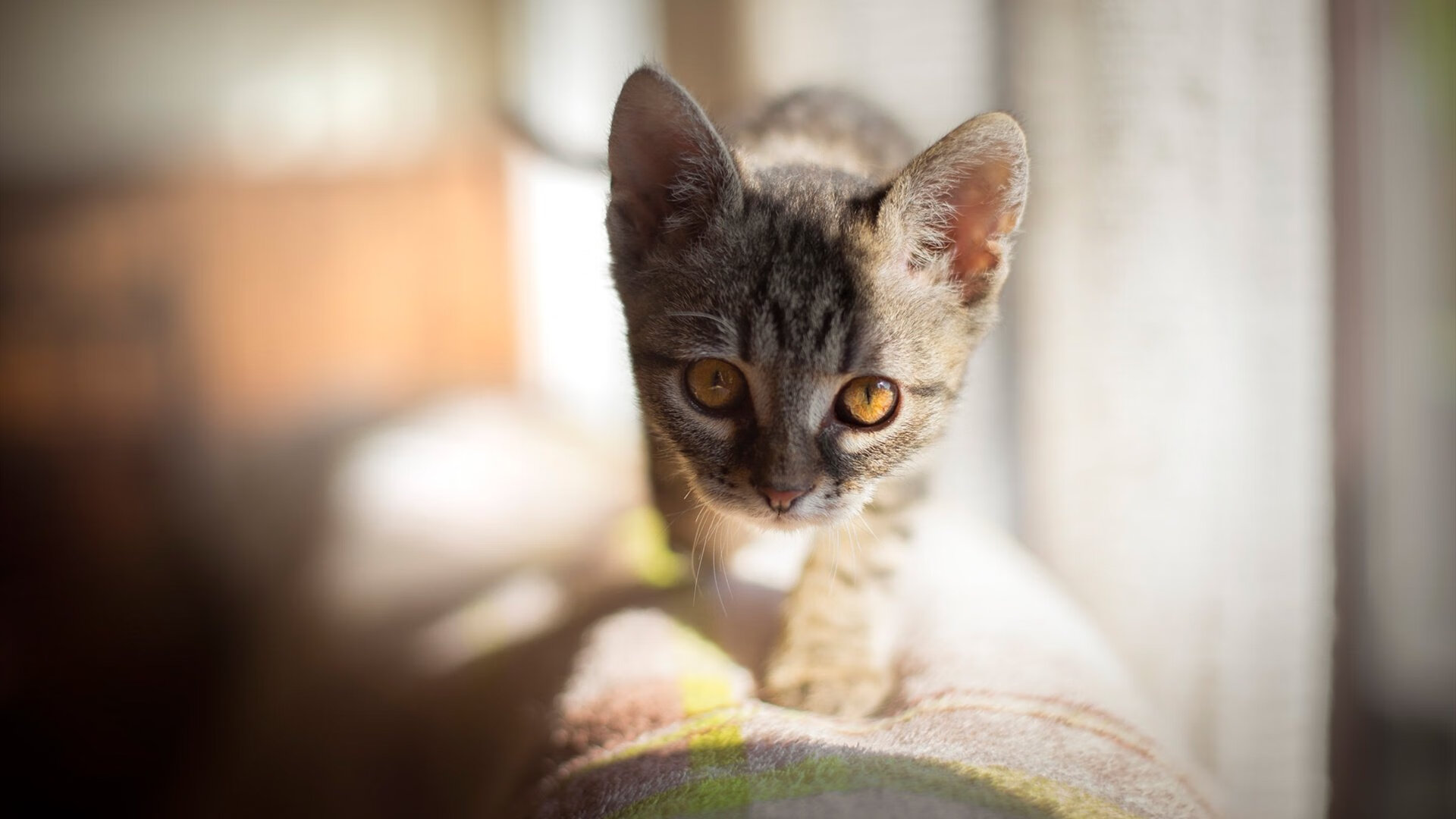 中国男篮引入视频辅助提升复盘质量,中国男篮蓝队视频