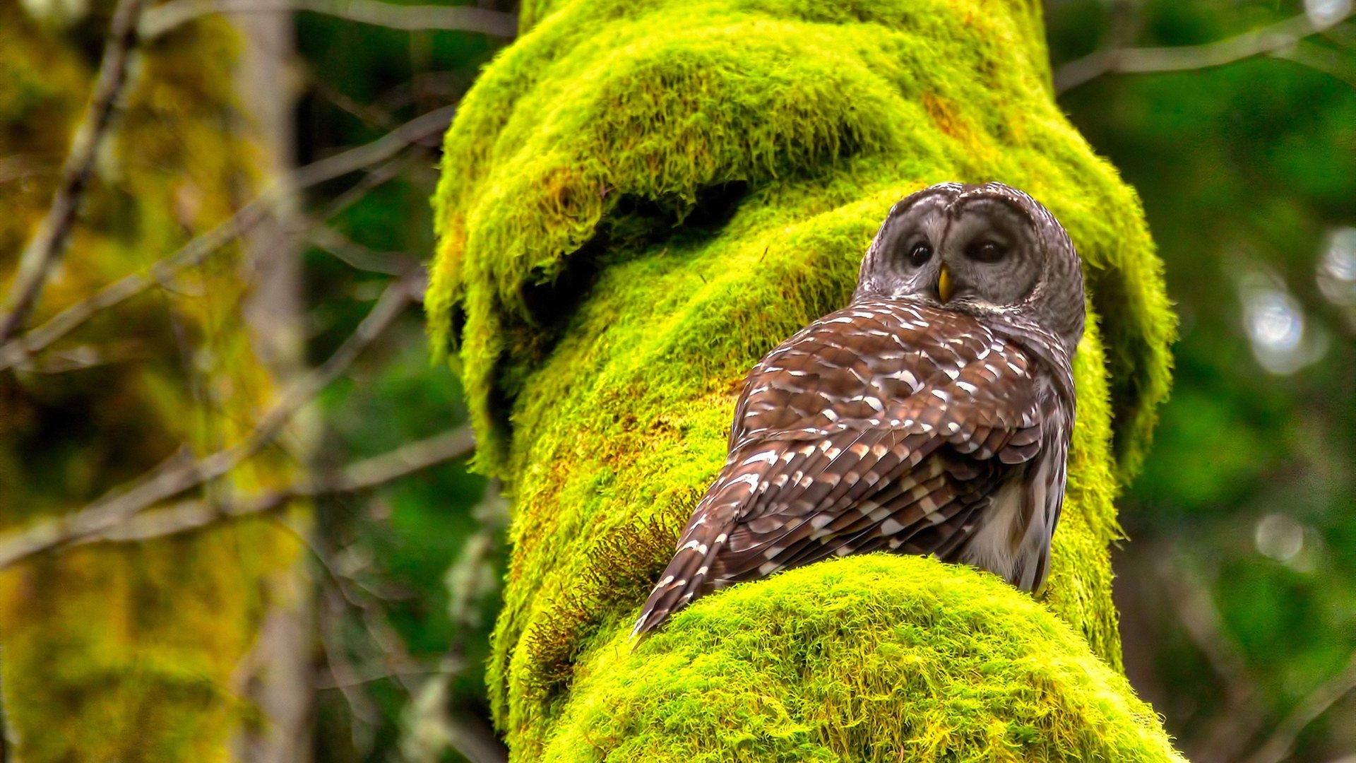 美国队在国际乒联混合团体世界杯中的关键战役与胜利,乒乓球 美国队