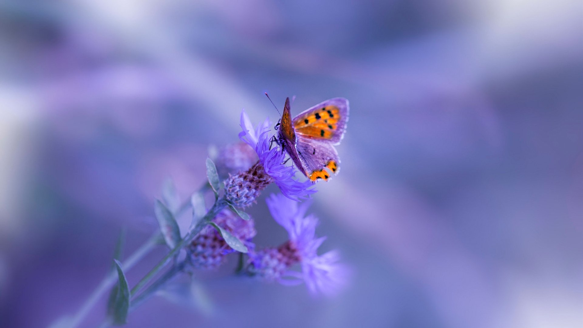 高节奏比赛是否更易出现攻防失衡现象,高节奏和快节奏