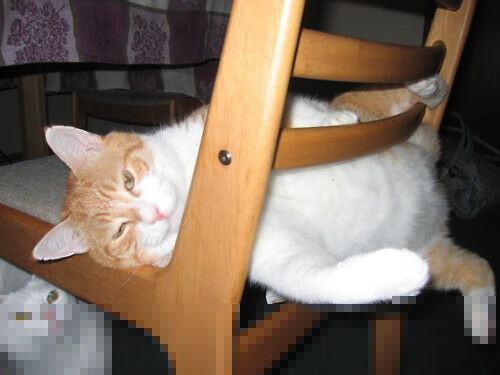 “费尔南多·比亚尔巴：阿根廷美洲狮队的精准指挥官”