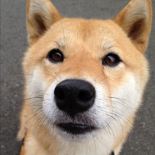 乌拉圭女篮在南美锦标赛中姿态坚强,迈步新高度,乌拉圭篮球赛