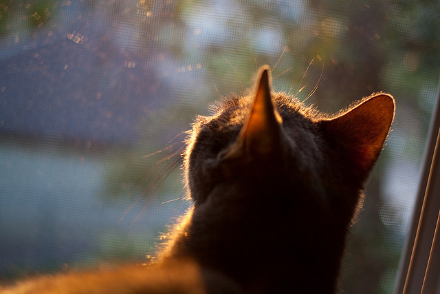 球员季后合同谈判启动，联盟工资结构受关注，nba球星合同收入